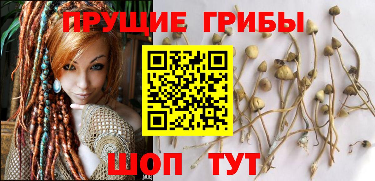Сухой Лог  Галлюциногенные грибы Psilocybe  Вход с VPN 